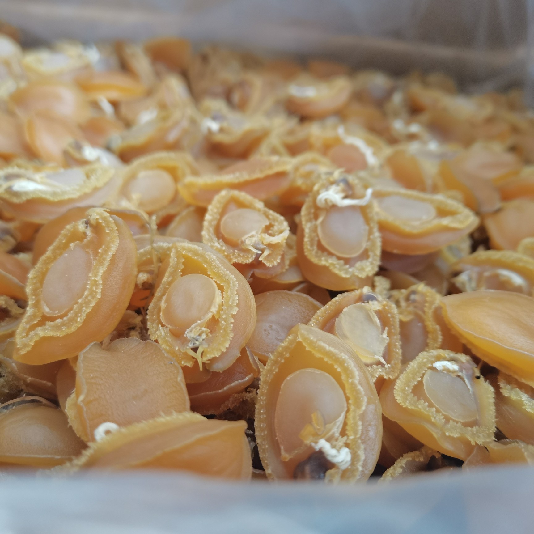 [鮑魚干批發(fā)]鮑魚干500g約40個(gè)淡干海味海產(chǎn)干貨煲湯營養(yǎng)滋補(bǔ)送禮養(yǎng)生